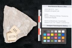 Foto (Objekt + Etikett) von Dictyopteris brongniarti Gutb. (NHMW-GEO-2024-0188-10774)